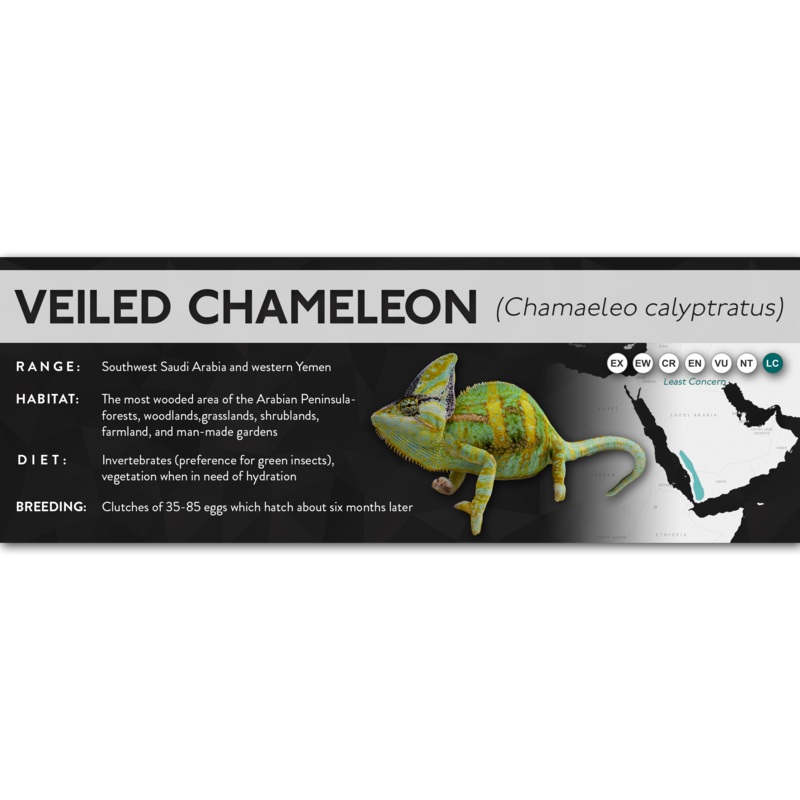 Veiled Chameleon (Chamaeleo calyptratus) – X Label Laminated Paper