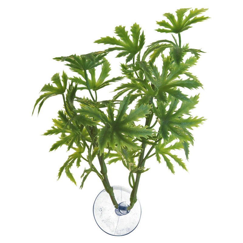 ZM Betta Plant Papaya BP-21