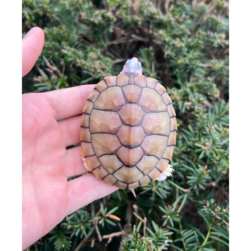 4 Caramel Albino Red-Eared Slider