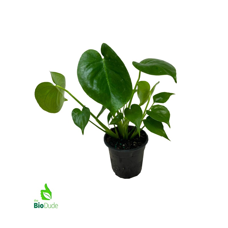 4″ Pot Monstera