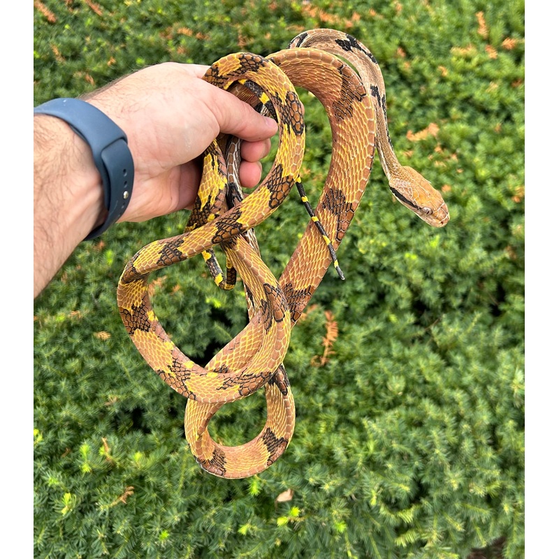 Adult Malaysian Dog-Toothed Cat Snake (Male 1)