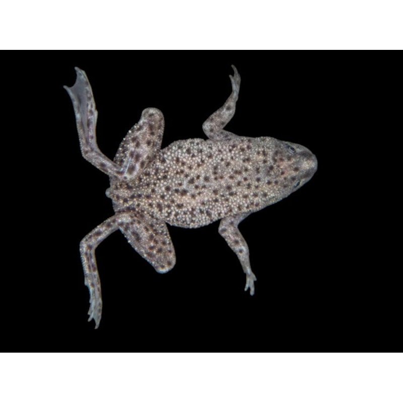 African Dwarf Frog