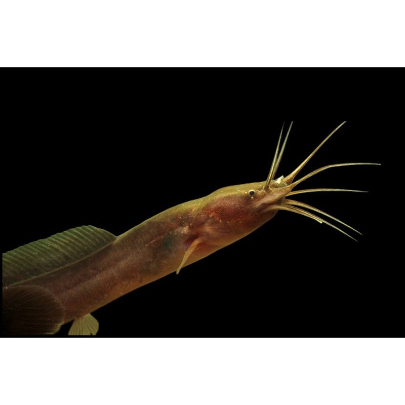 African Eel Catfish