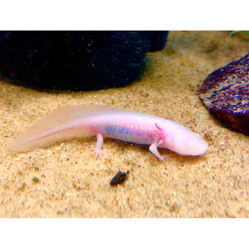 Albino Axolotl 4