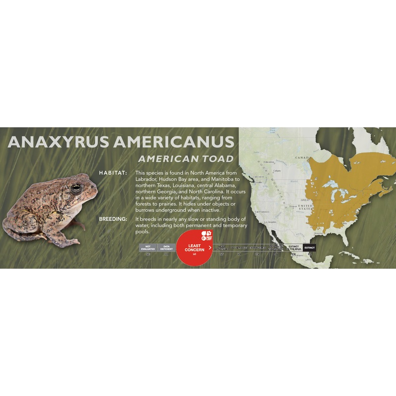American Toad (Anaxyrus americanus) – Classic Vivarium Label