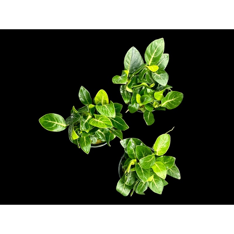Anubias ‘Giant Stardust’