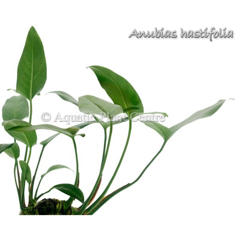 Anubias hastifolia (Potted)