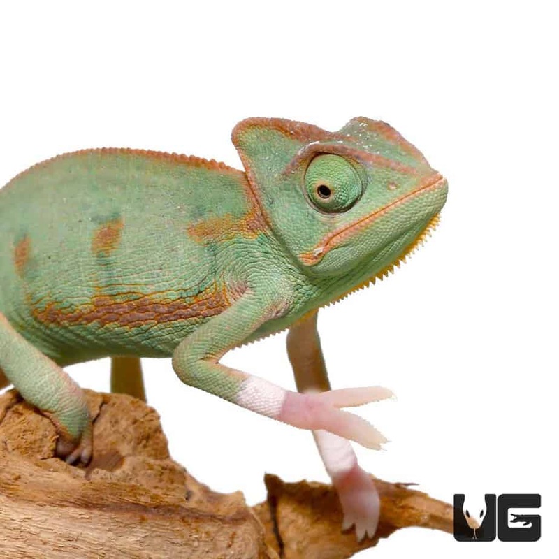 Baby Translucent Veiled Chameleons For Sale