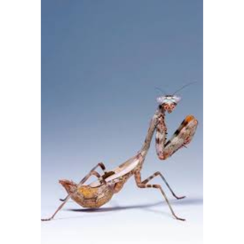 Budwing Mantis