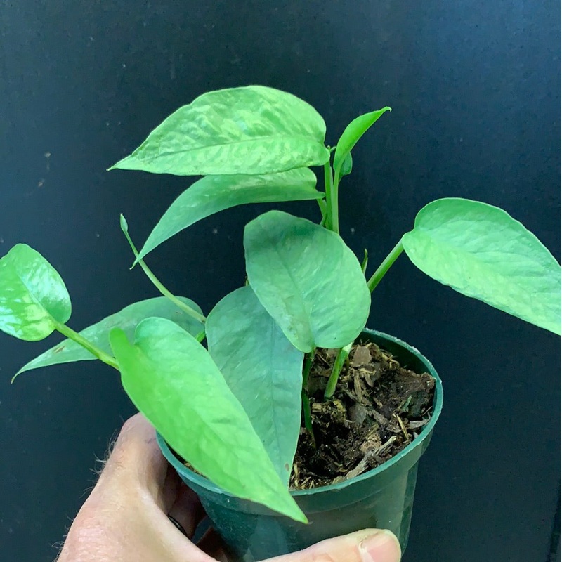 Cebu Blue Pothos 3″ Pot