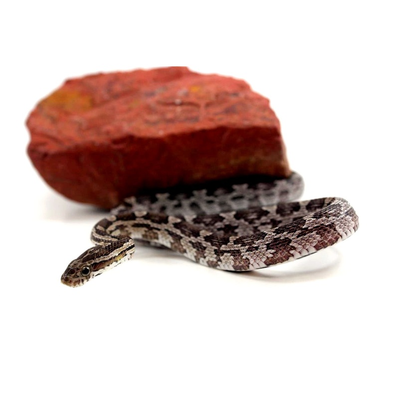 Charcoal Corn Snake