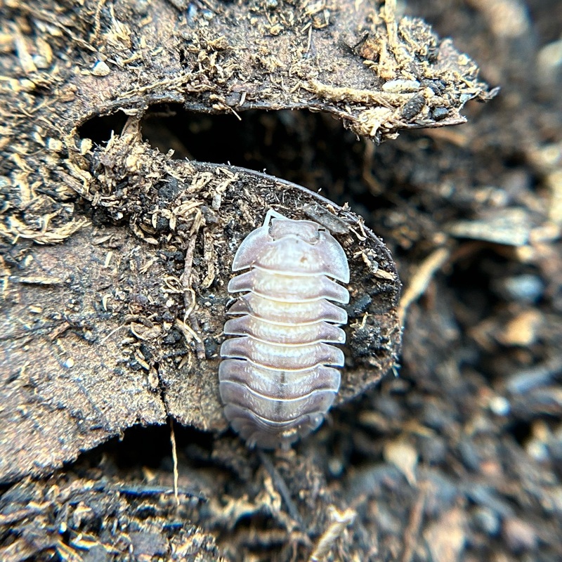 Cubaris sp. soil