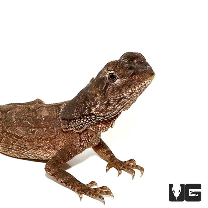 Juvenile Frilled Dragons(Chlamydosaurus kingii) For Sale