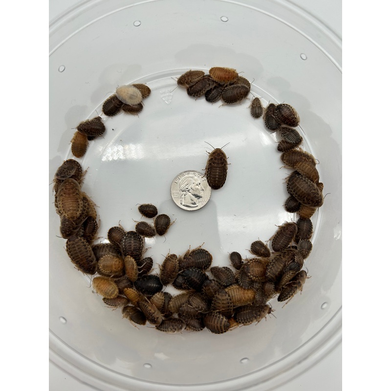 Medium Dubia Roaches