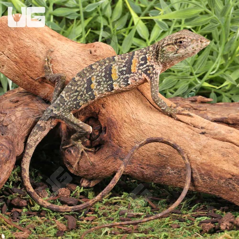 Monkey Anole For Sale