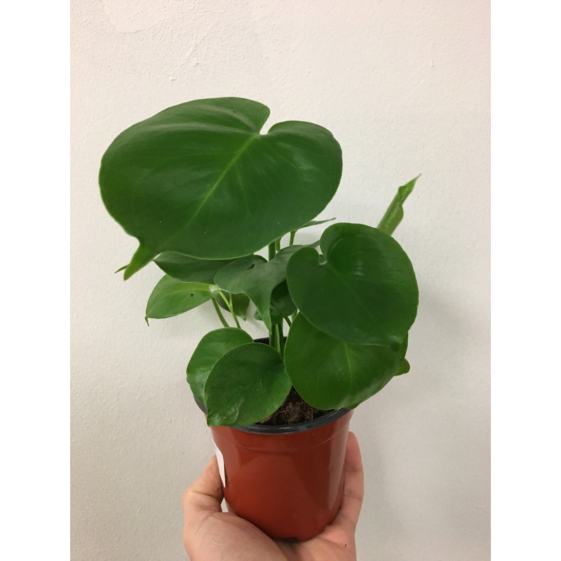 Monstera deliciosa 3.5″ pot