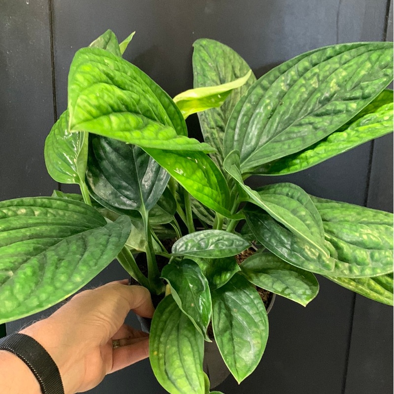 Monstera Peru 4″ Pot