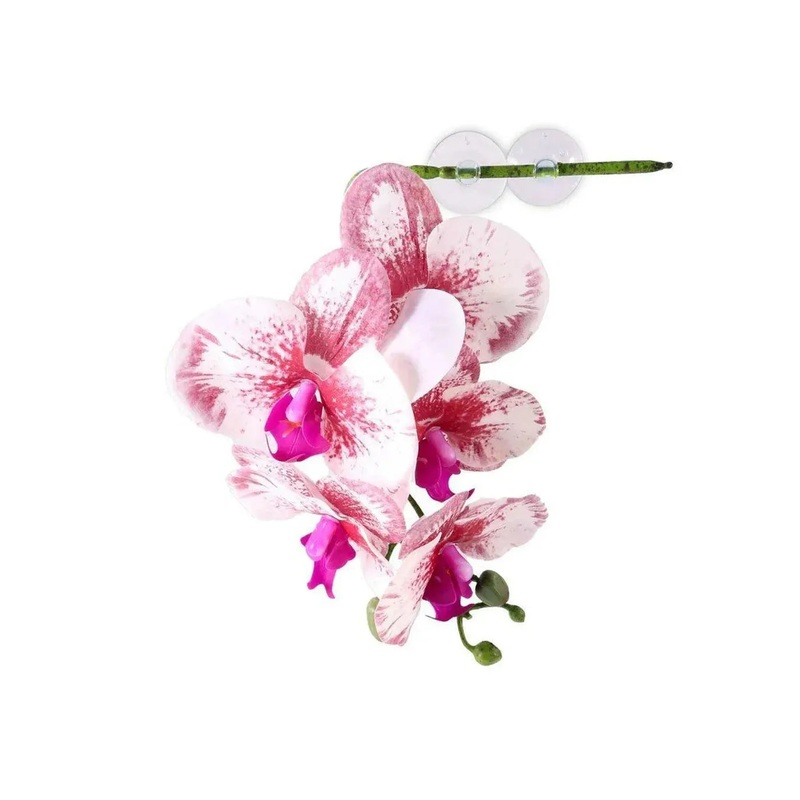 Pangea Hanging Orchid White