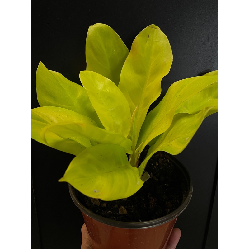 Philodendron ‘Malay Gold’ 4″ Pot