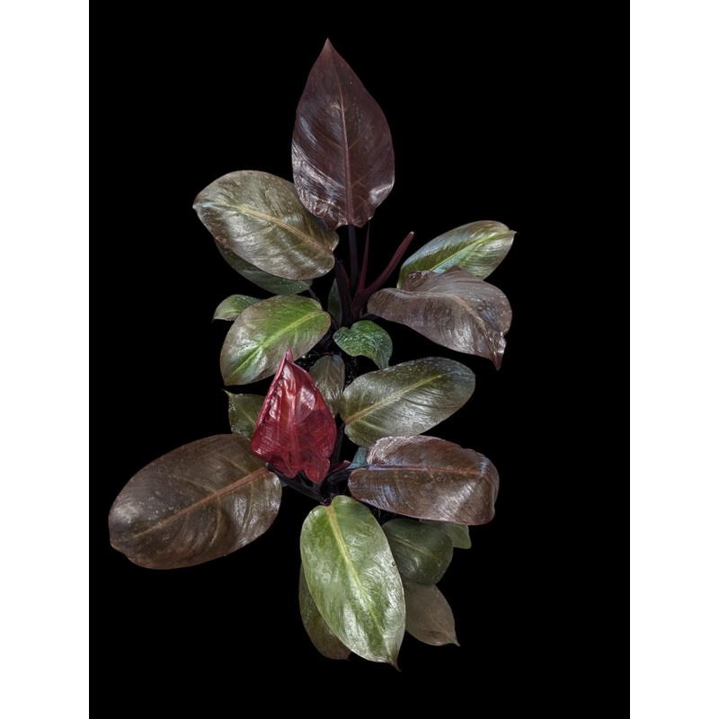 Philodendron Red Cherry