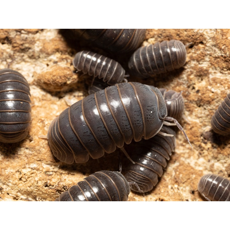 “Sicily” locale Isopods (Armadillo officinalis) 10ct