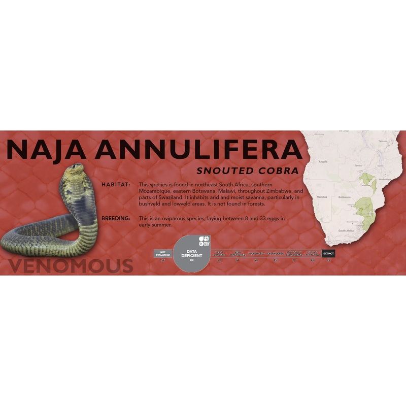 Snouted Cobra (Naja annulifera) Classic Vivarium Label Original