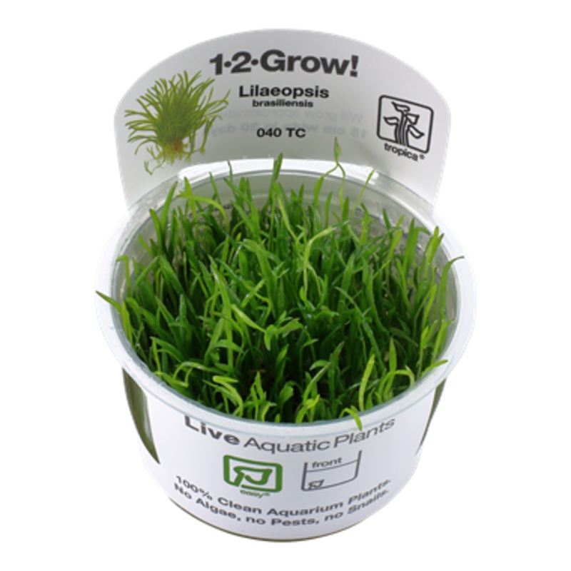 Tropica Lilaeopsis brasiliensis 1-2-Grow