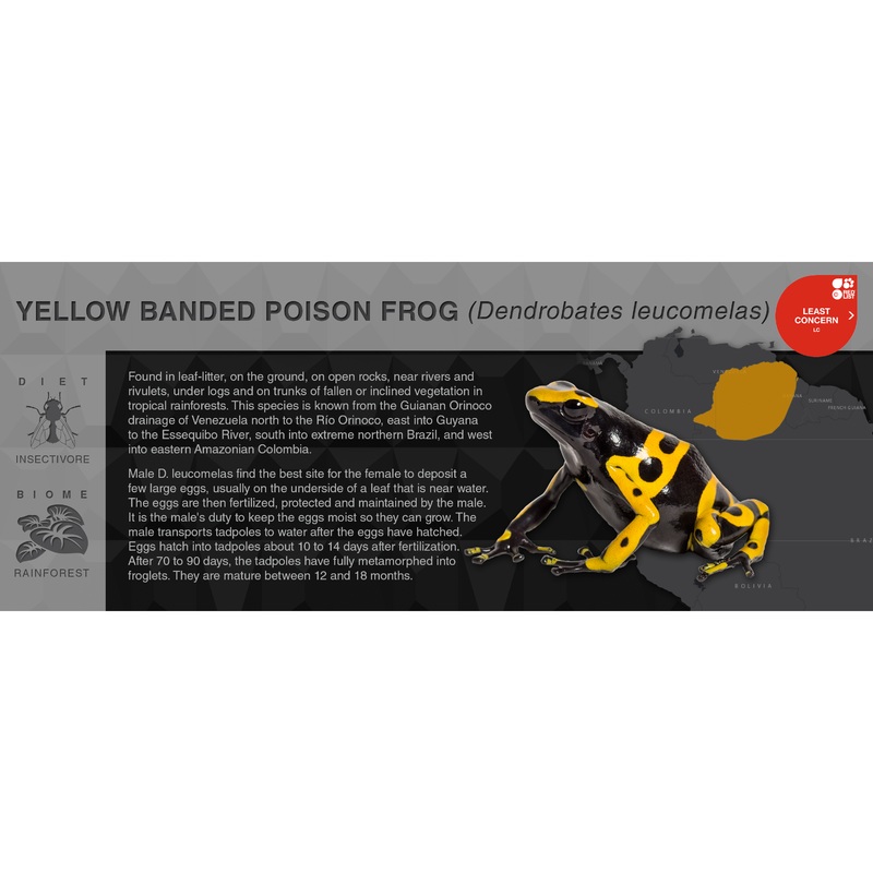 Yellow Banded Poison Frog (Dendrobates leucomelas) – Black Series Vivarium Label Standard Black