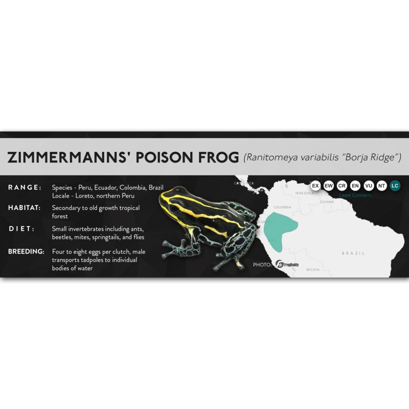 Zimmermanns’ Poison Frog (Ranitomeya variabilis) – X Label Borja Ridge Laminated Paper