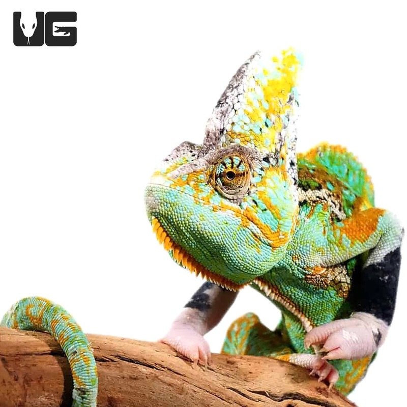 12+ Inch Translucent Veiled Chameleon For Sale