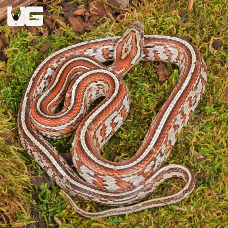 2024 Male Miami Tessera Cornsnakes (Pantherophis guttatus) For Sale