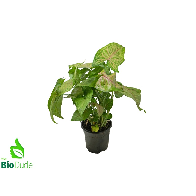 4″ Pot Arrowhead Berry Allusion