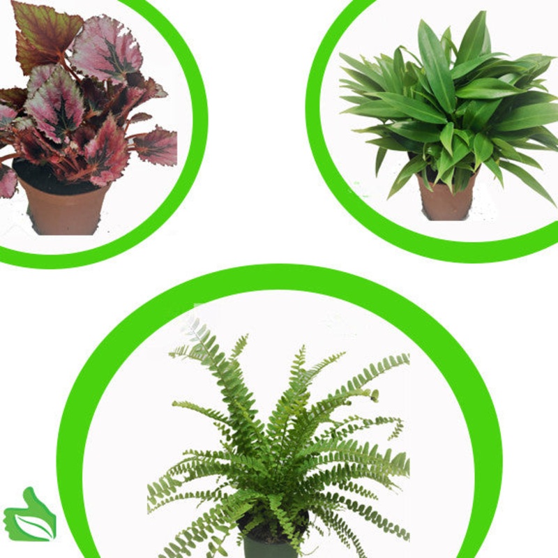 4″ Pot Large Tropicals 3-Pack