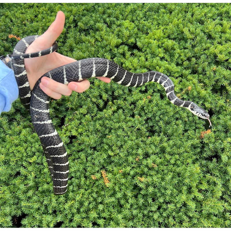Adult Axanthic Indonesian Mangrove Snake (Male 1)