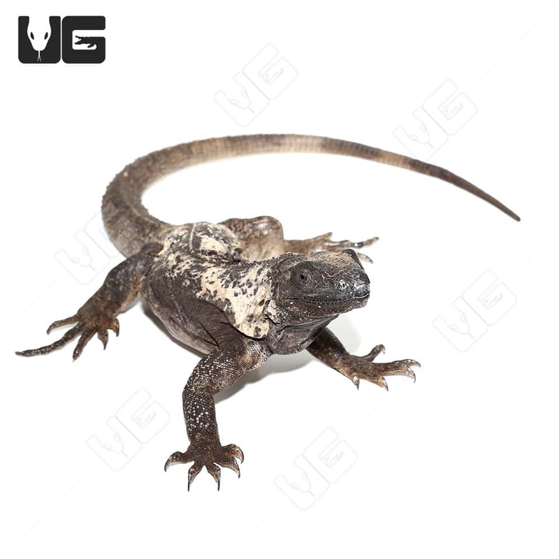 Adult Banana Pectinata(Ctenosaura pectinata) For Sale