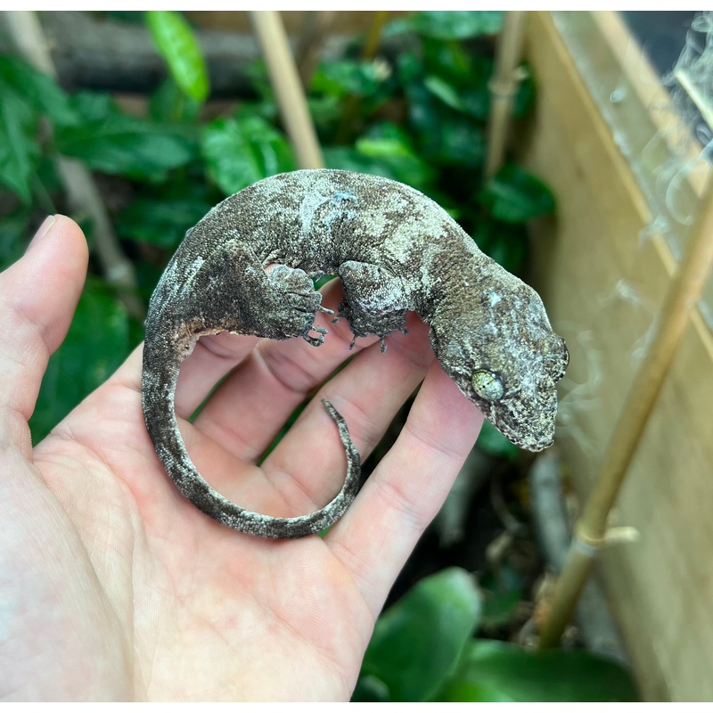 Adult Halmahera Gecko (Male)