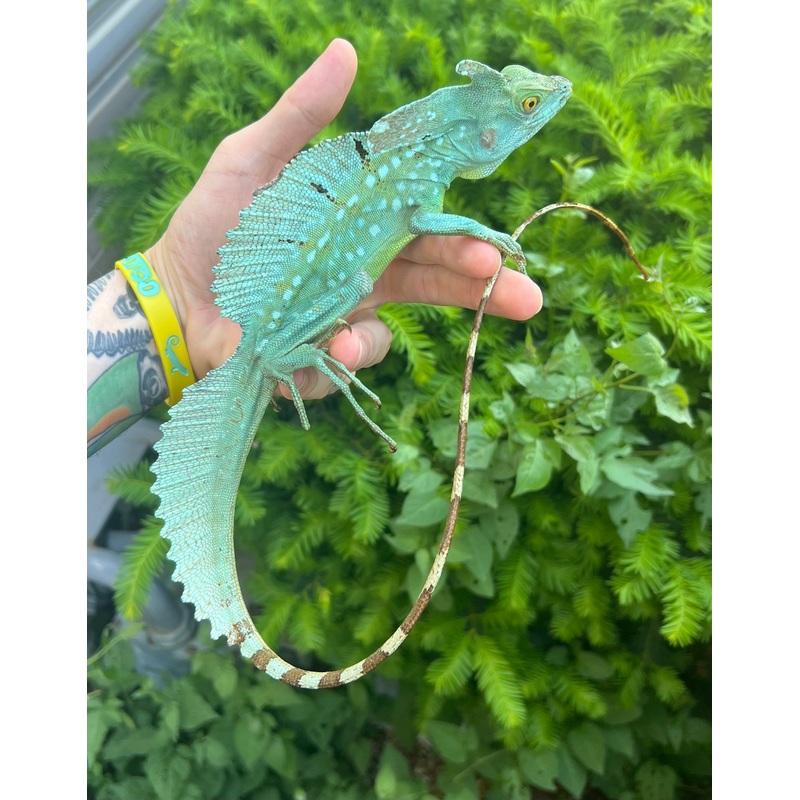 Adult High-Blue Green Basilisk (Male)
