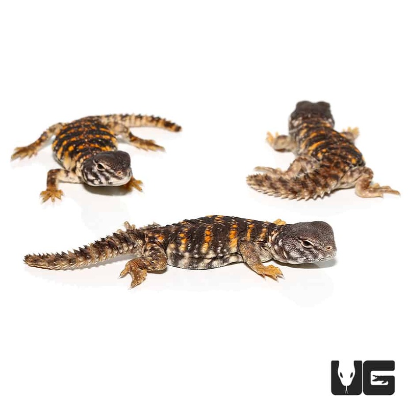 Baby Saharan Red Uromastyx For Sale