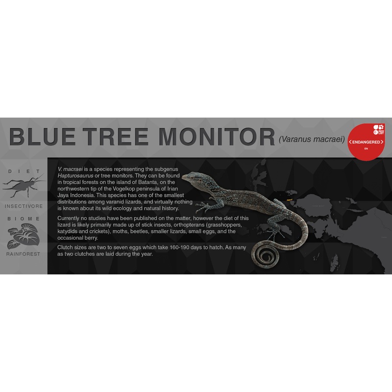 Blue Tree Monitor (Varanus macraei) – Black Series Vivarium Label Black