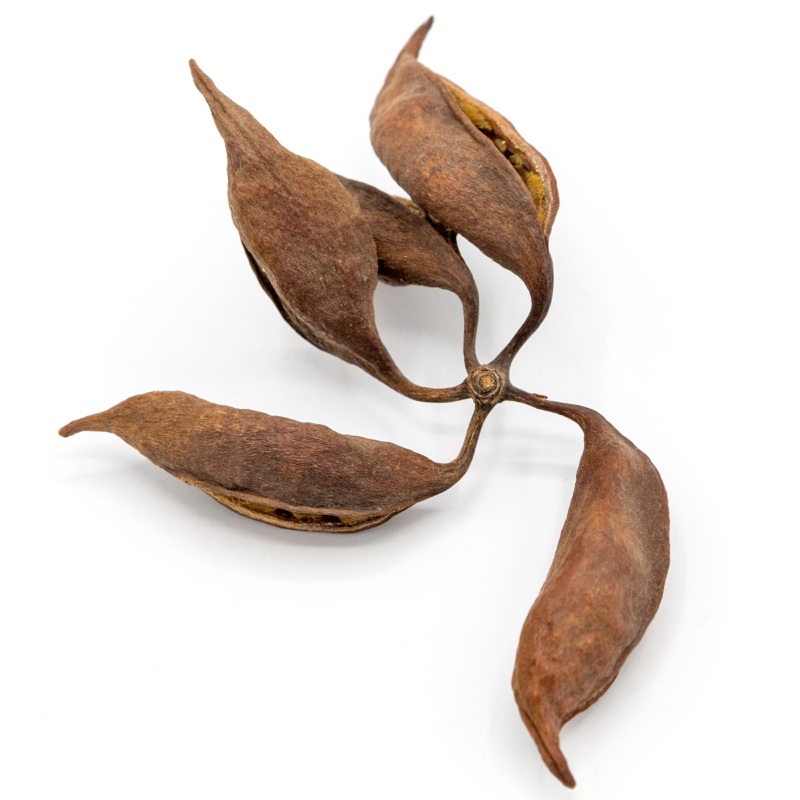 Bottle Tree Seed Pods