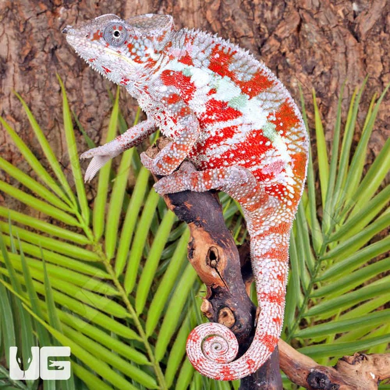 Cap Est Panther Chameleons For Sale