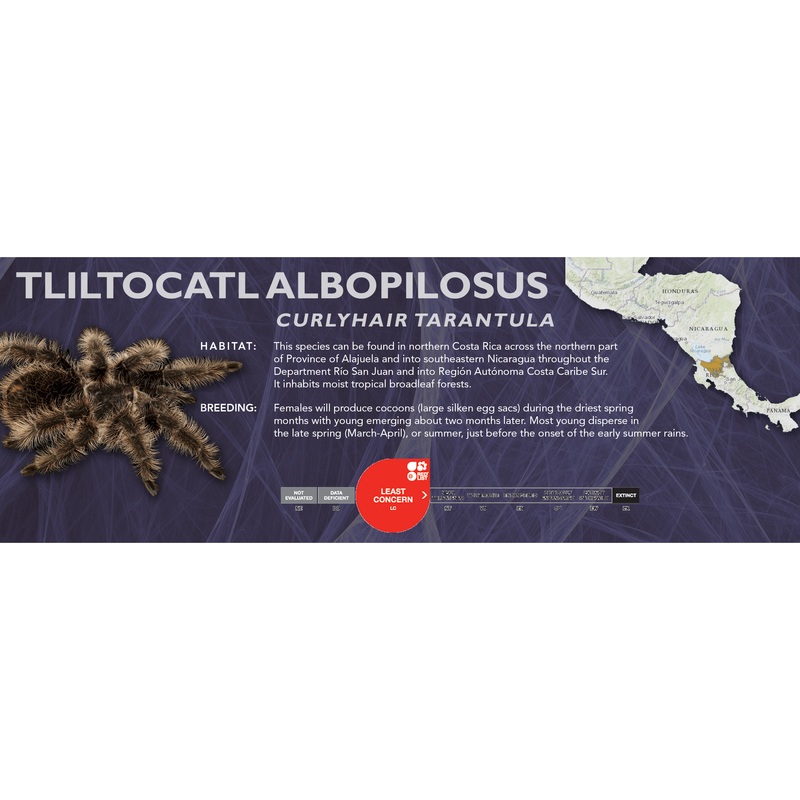 Curlyhair Tarantula (Tliltocatl albopilosus) – Classic Vivarium Label