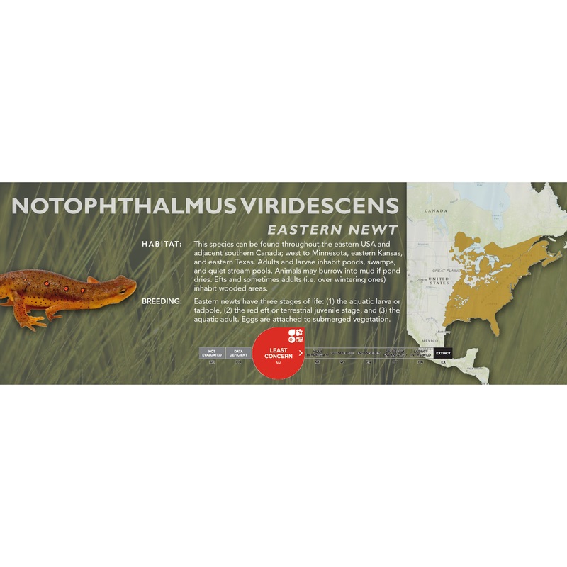 Eastern Newt (Notophthalmus viridescens) – Classic Vivarium Label
