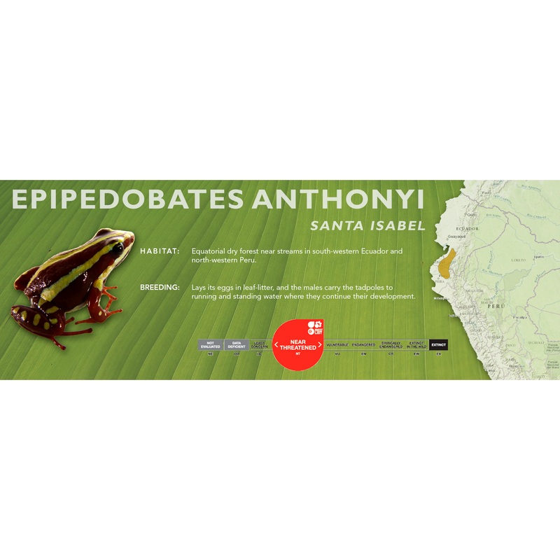 Epipedobates anthonyi – Classic Vivarium Label Santa Isabel