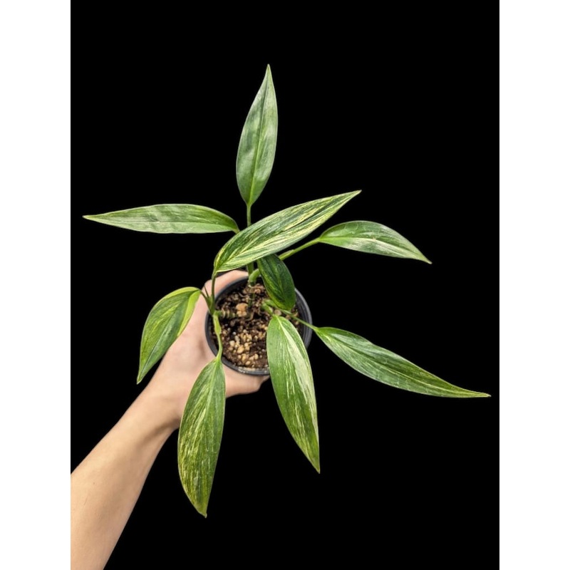Epipremnum amplissimum variegata 4″ Pot