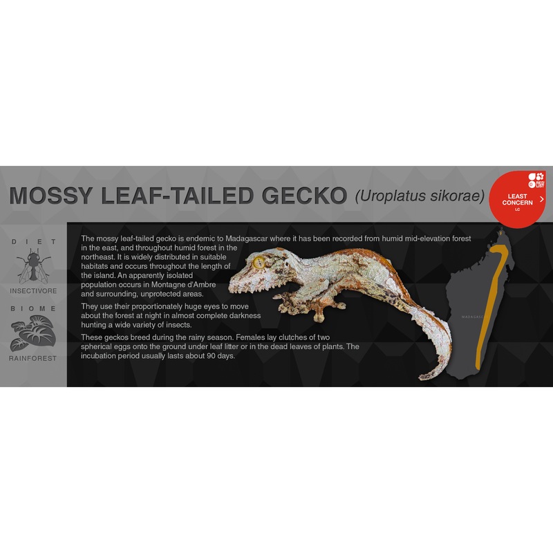 Mossy Leaf-Tailed Gecko (Uroplatus sikorae) – Black Series Vivarium Label Black