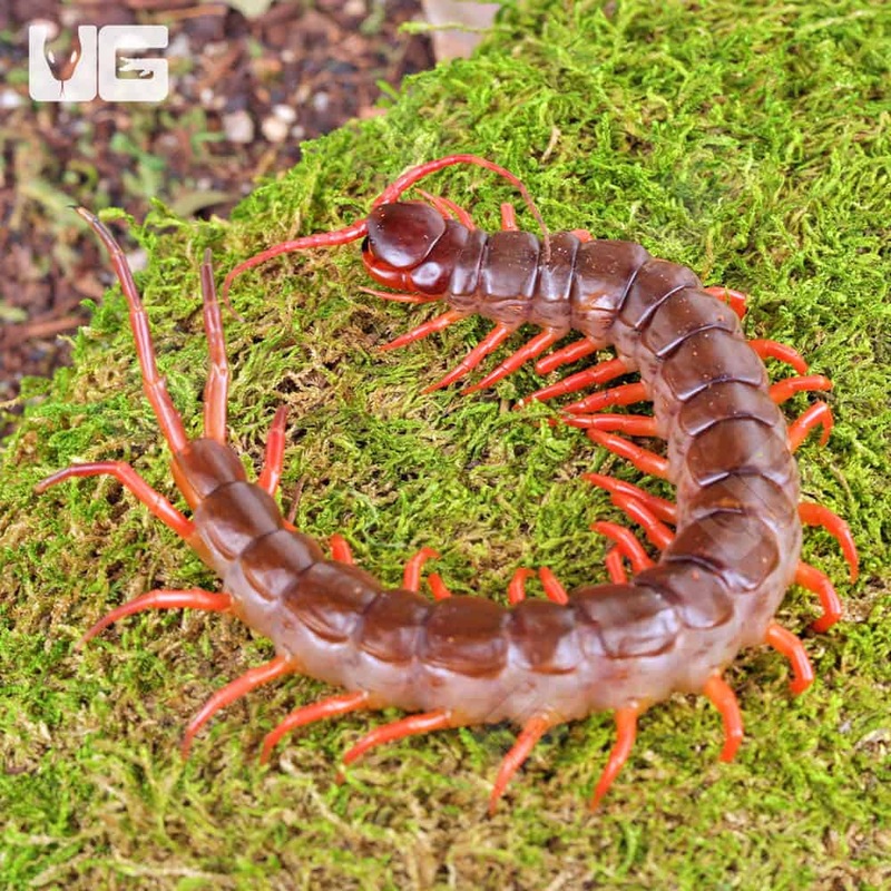 “Orange Leg” Vietnamese Centipede (Scolopendra dehaani) For Sale