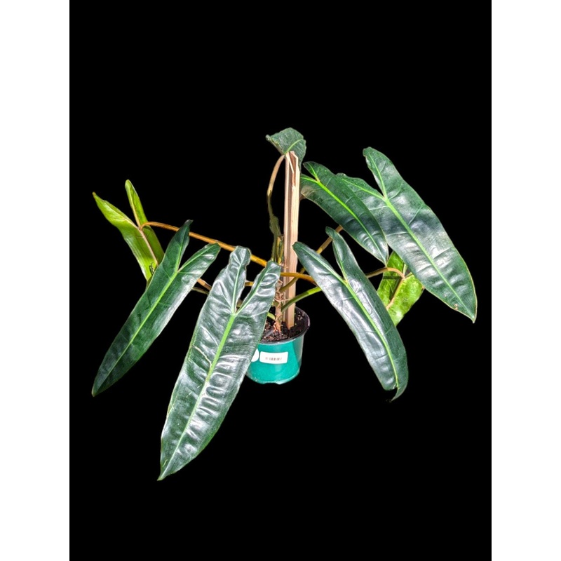 Philodendron billietiae 2.5″ Pot