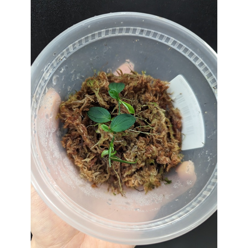 Philodendron sp Mini Santiago Small