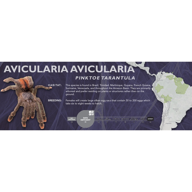 Pinktoe Tarantula (Avicularia avicularia) – Classic Vivarium Label